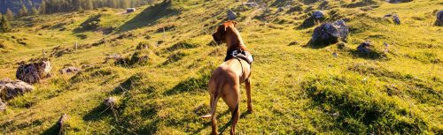 pexels-david-kittel-271706-838409 pexels-david-kittel-271706-838409